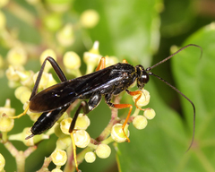 Exetastes fornicator