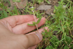 Crusea longiflora