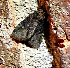 Phosphila turbulenta