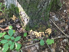 Pholiota squarrosa