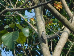 Yungipicus moluccensis