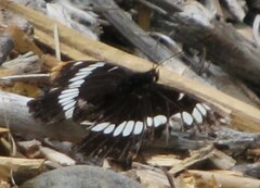 Limenitis lorquini