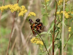 Vanessa virginiensis