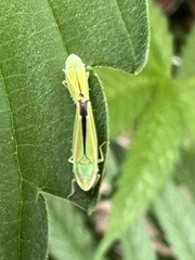 Graphocephala versuta