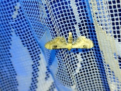 Eupithecia centaureata