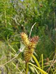 Carex lurida