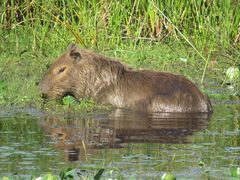 Hydrochoerus hydrochaeris
