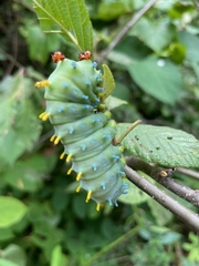 Hyalophora cecropia