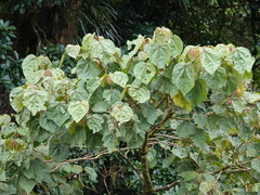 Ochroma pyramidale