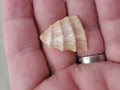 Cyrtopleura costata