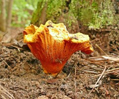 Hypomyces lactifluorum