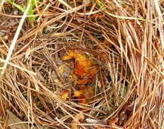 Hypomyces lactifluorum