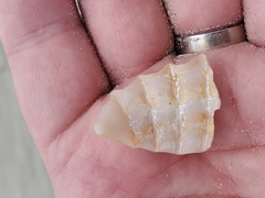 Cyrtopleura costata