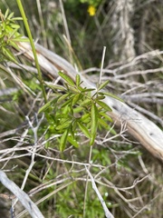 Clematis microphylla
