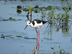 Himantopus mexicanus