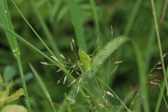 Sphenarium purpurascens