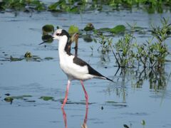 Himantopus mexicanus