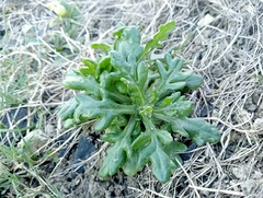 Senecio carnosulus