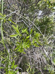 Clematis microphylla