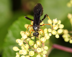 Exetastes fornicator