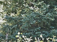 Picea pungens