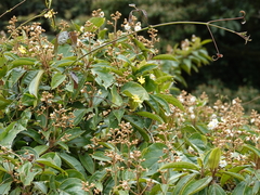 Miconia xalapensis