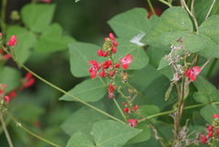 Phaseolus coccineus