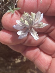 Lupinus breweri