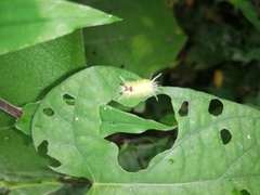 Lophocampa