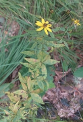 Coreopsis major