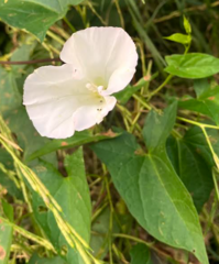 Calystegia sepium
