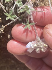 Lupinus breweri
