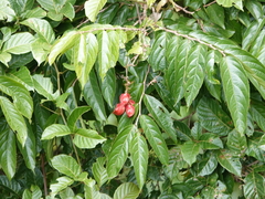 Cupania