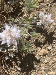 Lupinus breweri