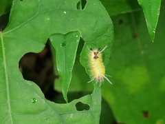 Lophocampa