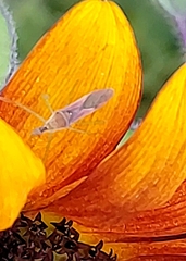 Zelus renardii