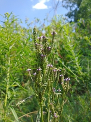Verbena hastata