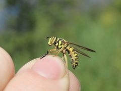 Spilomyia longicornis
