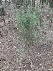 Casuarinaceae