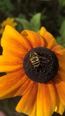 Eristalis transversa