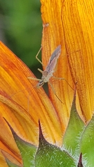 Zelus renardii