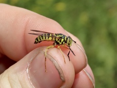 Spilomyia longicornis