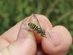 Spilomyia longicornis