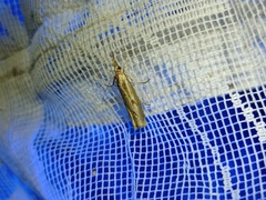 Agriphila geniculea