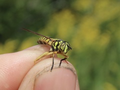 Spilomyia longicornis