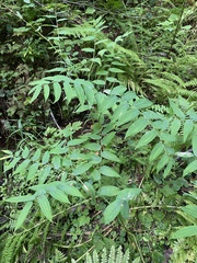 Streptopus amplexifolius