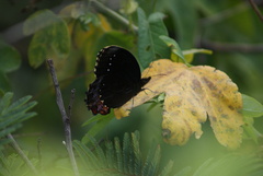 Gyrocheilus patrobas patrobas