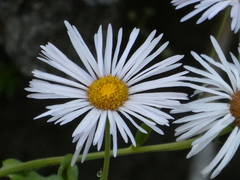 Erigeron speciosus