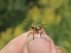 Spilomyia longicornis