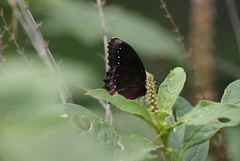 Gyrocheilus patrobas patrobas
